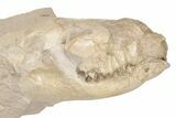 Partial Fossil Canid (Hesperocyon) Skull - Wyoming #198228-2